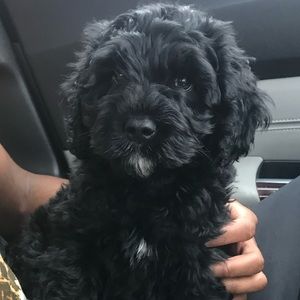 Meet your Posher, Christopher